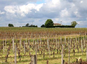 This sector was more or less affected by an episode of frost.  Affected vines have shoots which turn brown and wither, while less affected vines have branches that have remained quite green.  Note that the most affected plots are located below the hillside and in a basin, reliefs adversely influencing the effects of frost.  <b> frost damage </b>