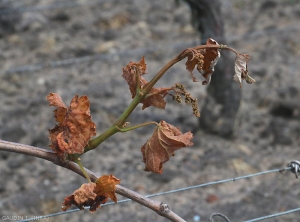 This shoot was totally destroyed by a strong frost.  After thawing, the fabrics turn brown and dry out.  <b> Frost damage </b>