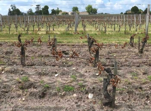 This plot has been 100% affected by frost, and all the vegetation is destroyed.  After thawing, the young shoots turn brown and dry out.  <b> Frost damage </b>