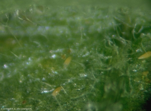 Several <i>A<b>culops lycopersici</b></i>, these tiny, pointed mites are responsible for tomato wilt mite.