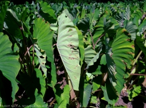 Appearance of necrotic lesions caused by <b><i>Phoma</i> spp.</b> on the underside of taro leaves.
