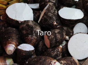 Taro