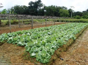 Contexte-Guyane2