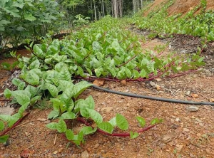 Country spinach: baselles