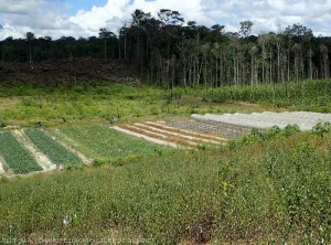 Intensive market gardening in a lowland on sandy soil in Corrossony 2 (Regina) 