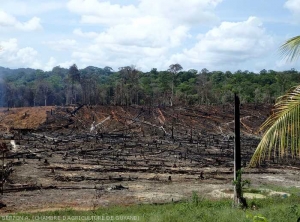 The slash and burn technique before cultivation 