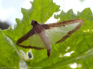 Papillon  la pyrale du melon (<i>Diaphania hyalinata</i>)