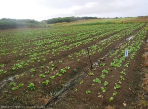 Guadeloupe1