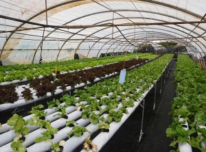 Soilless cultivation of lettuces under cover. Guadeloupe