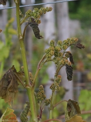 The inflorescences of these young twigs have taken on a bronze to brownish tint after being subjected to the effects of frost.  <b> Frost damage </b>