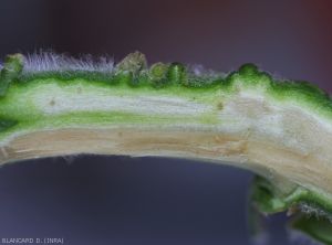 A longitudinal section of the stem reveals greyish to slightly brown vessels.  <b><i>Verticillium dahliae</i></b> (<i>Verticillium</i> wilt).