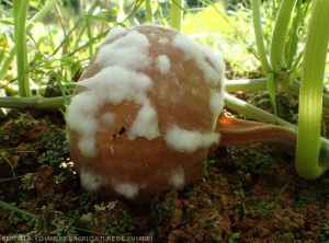 Pyhtium_Giraumon