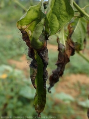 Choanephora_Piment_Feuille