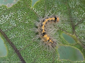 Larva of <b><i>Selepa docilis</i></b> on eggplant leaves.