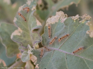 Several <i><b>Selepa docilis</i></b> larvae clustered on eggplant leaves.