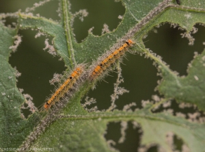 s.docilis_larves feuilles2