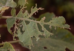 Damage of <i><b>Selepa docilis</b></i> on eggplant leaf