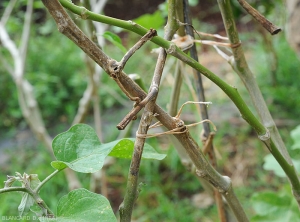 Twigs damaged by <b><i>Phomopsis vexans</i></b>.