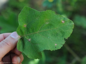 Beginning spots on aubergine leaf;  they are rather circular beige to greyish, brown on the periphery.  <b><i>Phomopsis vexans</i></b>.