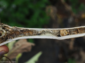 A longitudinal section in an eggplant twig invaded by <b><i>Phomopsis vexans</i></b> shows that all the internal tissues are altered, even decomposed.