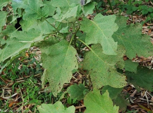 Several leaves of this eggplant plant are riddled with numerous small perforations.  <b><i>Epitrix</i> sp.</b>