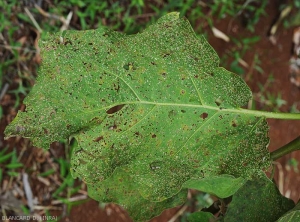 Eggplant leaf particularly attacked by <i><b>Epitrix</i></b> sp.