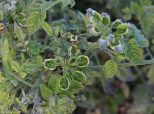 The apices of this plant show a stiff, thick stem and very short internodes.  The leaflets are small and spoon-shaped.  <b><i>Candidatus</i> Phytoplasma solani</b> (stolbur)