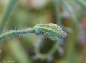 This tomato flower shows an enlarged calyx giving it the appearance of a wineskin.  <b><i>Candidatus</i> Phytoplasma solani</b> (stolbur)