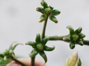 Detail of sterile flowers devoid of petals.  <b><i>Candidatus</i> Phytoplasma solani</b> (stolbur)