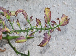 Leaves entirely yellowish and anthocyanin.  <b><i>Candidatus</i> Phytoplasma solani</b> (stolbur)