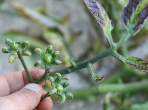 These sterile flowers, devoid of petals, contrast greatly with normal flowers.  The enlarged petioles give them an erect habit.  Note the absence of petals and reproductive organs.  <b><i>Candidatus</i> Phytoplasma solani</b> (stolbur)