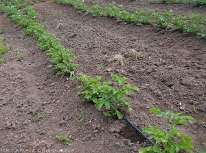 A potato plant is completely withered on this plantation row.  <i><b>Ralstonia solanacearum</i></b> (bacterial wilt)