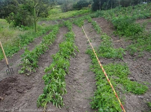 Several potato plants reveal rolled up, even withered leaflets.  <i><b>Ralstonia solanacearum</i></b> (bacterial wilt)