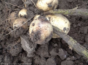 More or less extensive browning appearing on the tubers.  <i><b>Ralstonia solanacearum</i></b> (bacterial wilt)