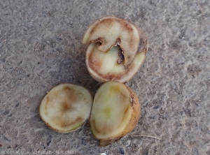 Reddish-brown browning spreading more or less around the vascular ring observed on potato tuber cut in half.  <i><b>Ralstonia solanacearum</i></b> (bacterial wilt)