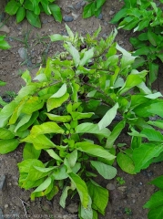 Potato stalk affected by phytoplasma.  The leaves are chlorotic and more or less rolled up.  <b><i>Candidatus</i> Phytoplasma solani</b> (stolbur)