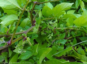 The young potato leaflets formed are smaller and coiled.  <b><i>Candidatus</i> Phytoplasma solani</b> (stolbur)