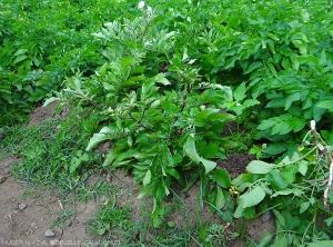 Potato stipe with an upright habit and rolled leaflets.  <b><i>Candidatus</i> Phytoplasma solani</b> (stolbur)