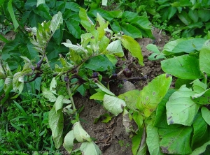 Potato stalk showing aerial tubercles on its stems.  <b><i>Candidatus</i> Phytoplasma solani</b> (stolbur)