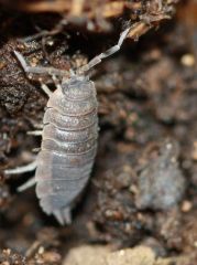 <b><i>Porcellio scaber</b></i>