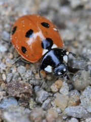 <b><i>Coccinella septempunctata</b></i>