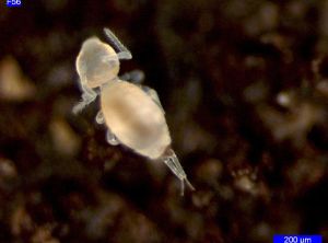 Springtail found in compost, seen under a magnifying glass 