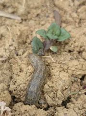 Two crane fly larvae moving across bare ground