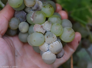 Berries affected by <i> <b> Penicillium expansum </b> </i> wet rot have turned beige.