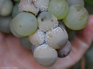 Detail of bluish spore pads formed on the surface of berries affected by wet rot with <i> <b> Penicillium expansum </b> </i>.