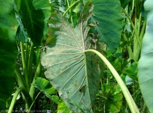 Cladosporiose on Taro