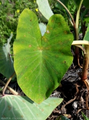  Cladosporiosis symptoms on taro with orange-brown spots. 