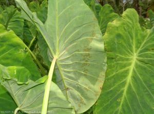 Cladosporiose sur Taro