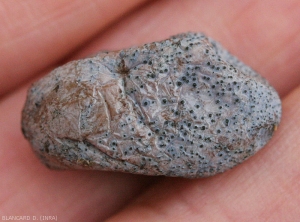 Many blackish pycnidia are clearly visible on this table grape berry infected with <i> <b> Phomopsis viticola </b> </i>. 