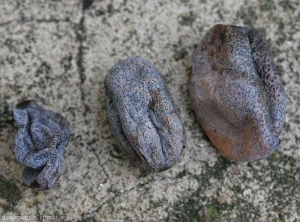 These three berries of table grapes are more or less formerly affected by <i> <b> Phomopsis viticola </b> </i>.  